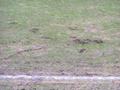 darmstadt10032012_083.jpg