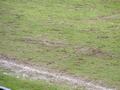 sandhausen21042012_045.jpg