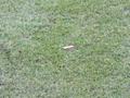 osnabrueck_01032014_225.jpg