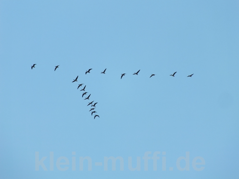 duisburg02112014_212.jpg