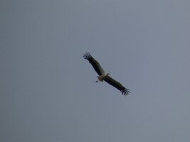 2026-05-10_darmstadt_33h_173